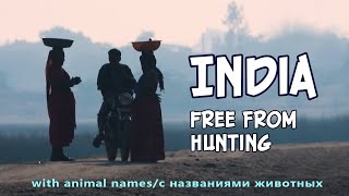 India. Free from hunting // Индия. Страна без охоты