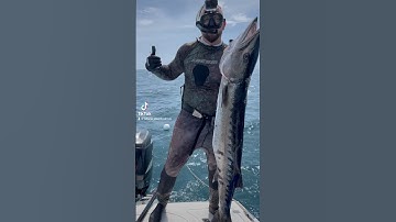 Monster Barracuda #barracuda #spearfishing #shorts
