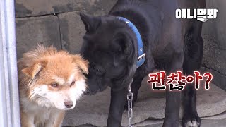 Dog Strangling in a Snare Makes a Friend And..