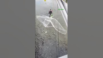 Cá Lớn - quá nhiều Cá phía dưới cầu 😱 #khacthuyvlogg