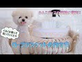 犬用収納に便利なDIY！ ロープバスケットの作り方