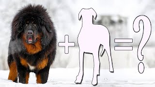 Tibetan Mastiff Mix | Top 7 Unreal Tibetan Mastiff Mixes Cross Breed Dogs
