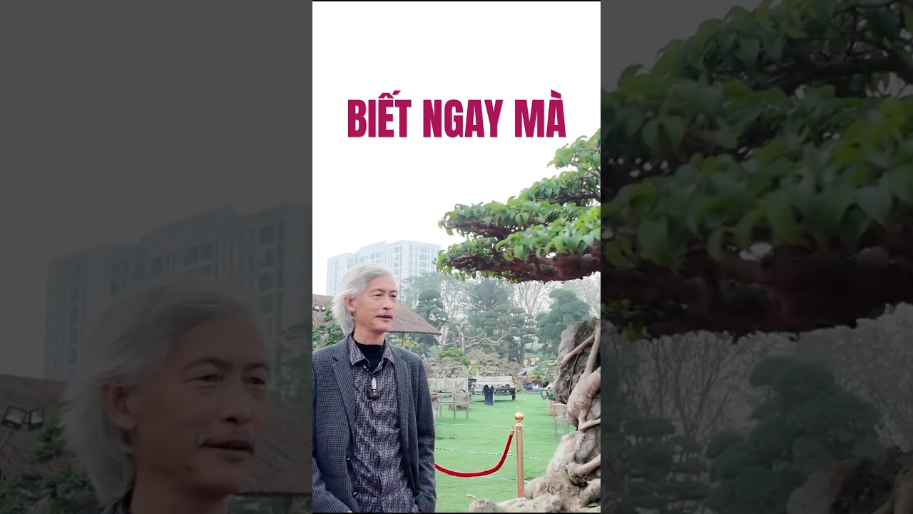 Biết Ngay Mà | Gã Đầu Bạc - Vua Tùng  
