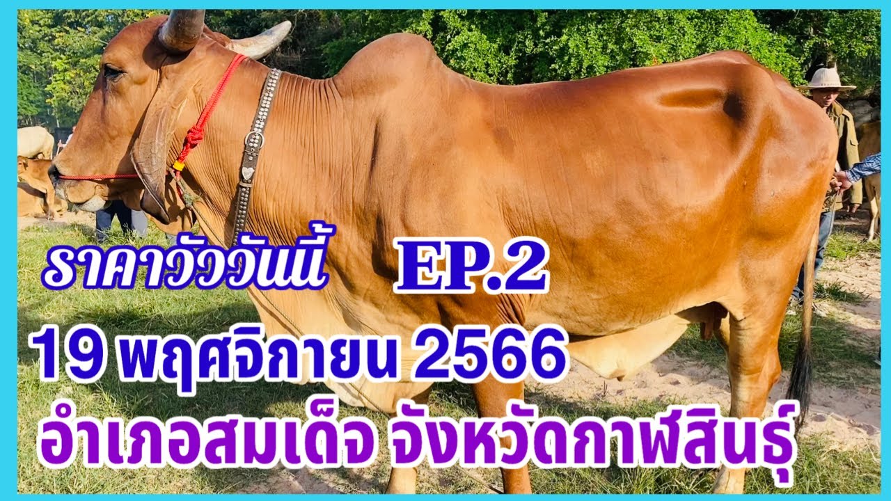 EP.2 #ราคาวัววันนี้ 19 พฤศจิกายน 2566 #ตลาดวัวอำเภอสมเด็จ จังหวัดกาฬสินธุ์