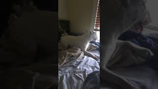 Rough And Rowdy 2 Funny Bull Terrier Dogs Play