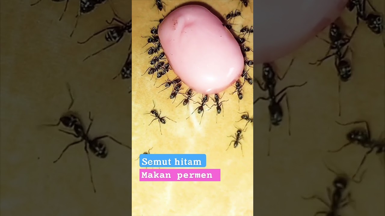 semut hitam makan permen $ 