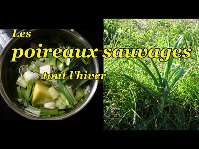 Poireau sauvage (Allium polyanthum) - Secrets des Roches