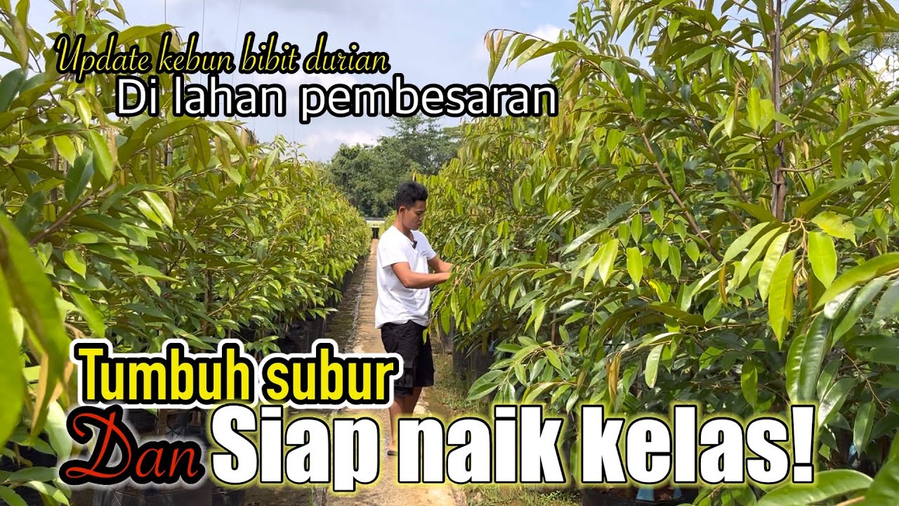 Update stok bibit durian di lahan pembesaran