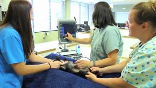 Animal Emergency Center Novi