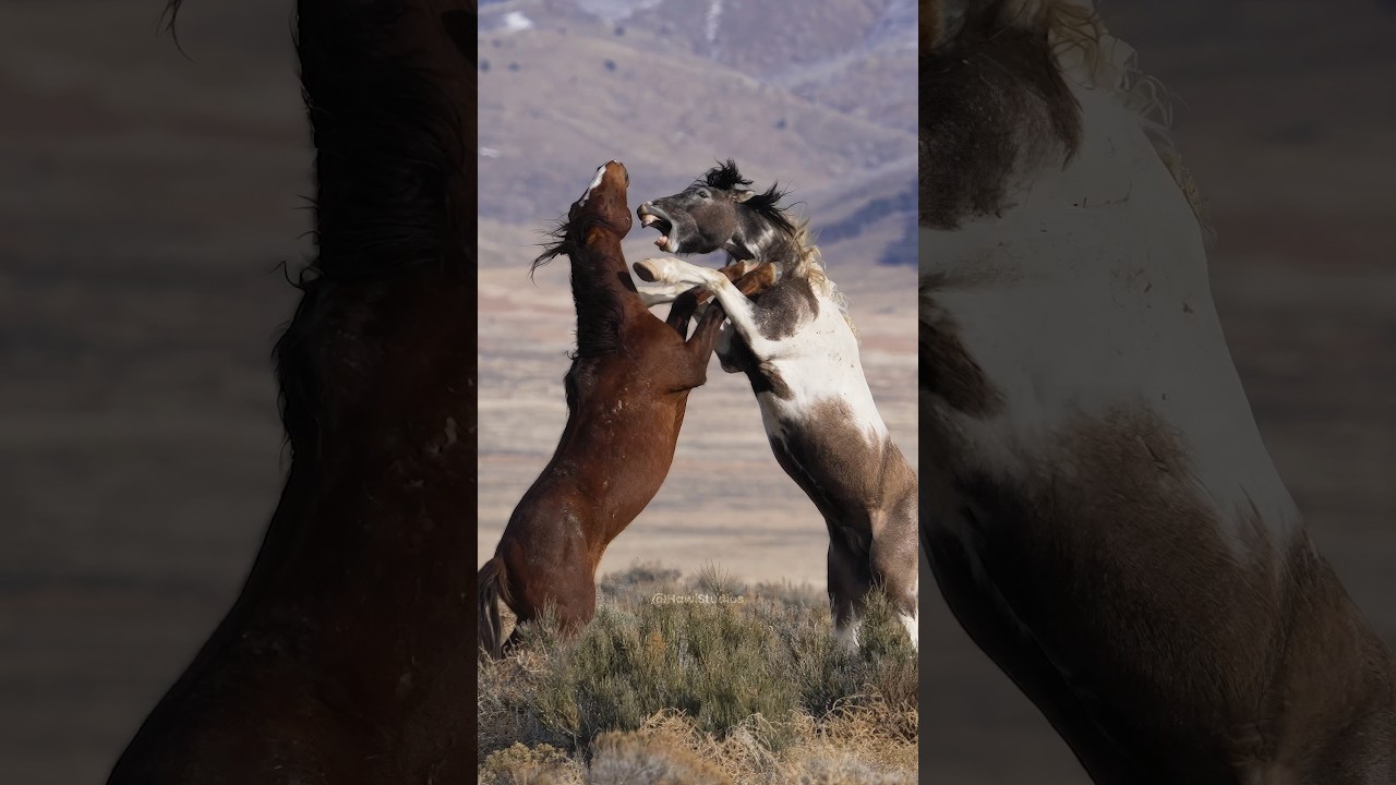 Wild horses fighting  Wincent   OKUZa 