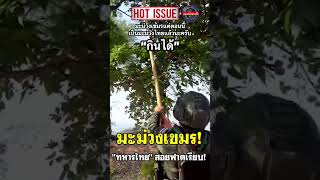 มะม่วงเขมร! "ทหารไทย" สอยฟาดเรียบ!