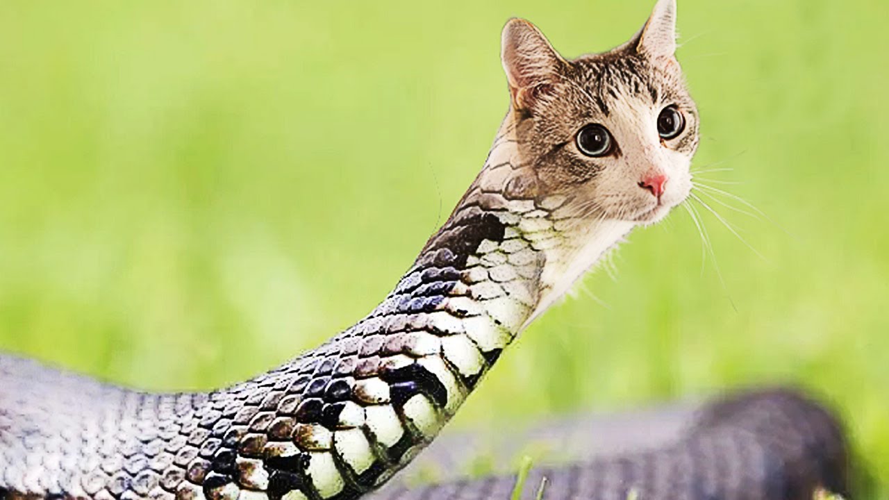 hybrid animals snake and cat in Photoshop funny animal editing on photoshop  | приколы с животными - YouTube