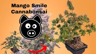 Mango Smile Cannabonsai, seed to harvest