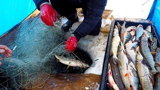 видео: Рыбалка на Сети! Проверка сети - Секрет Ловли! Золотой Окунь - Отличный Улов! картинка: Рыбалка на Сети! Проверка сети - Секрет Ловли! Золотой Окунь - Отличный Улов!