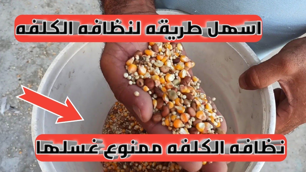 تنظيف الكلفه للحفاظ علي الحمام الزاجل من الامراض مهم جدا