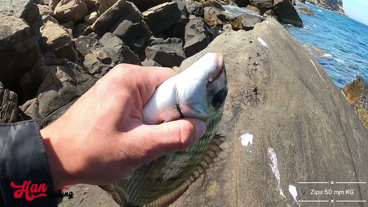 Zıpır 50 mm Çanakkale Sargos Avı