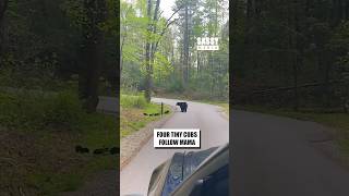 The Cutest Traffic Jam Ever