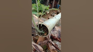Pohon Tomat bisa tumbuh dimana saja #short