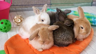 Baby Bunny Update | 5-week-old Holland Lop Bunnies 🐇😍