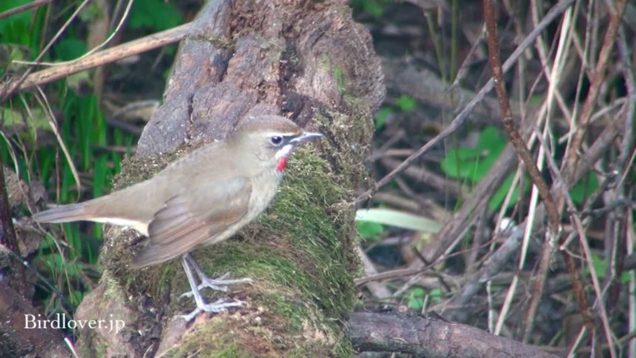 野鳥撮影・ ノゴマ♂　Siberian rubythroat