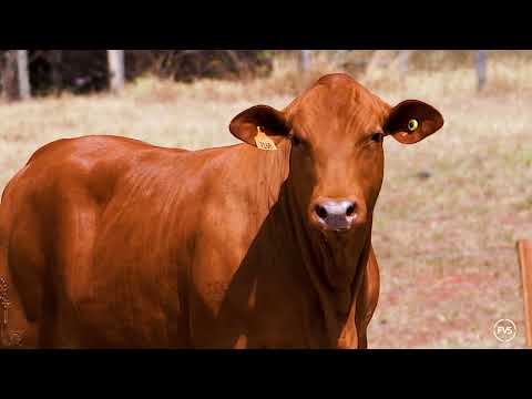 LOTE 75 - GRAMA 7168