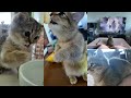 前世は人間?パンを食べてテレビを観る短足マンチカンの子猫リリーちゃん