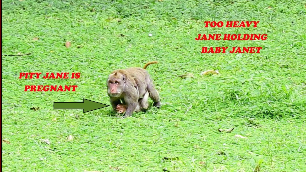 Poor Mommy Jane Pregnant Super Hard To HoldFinally Jane  Baby Janet Come Down Running After Troop