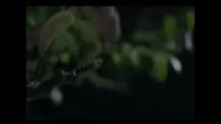 Download lagu Iklan terinspirasi mild hasrat