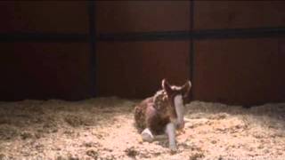 2013 Super Bowl Ads Budweiser and GoDaddy CoMASHal.mp4