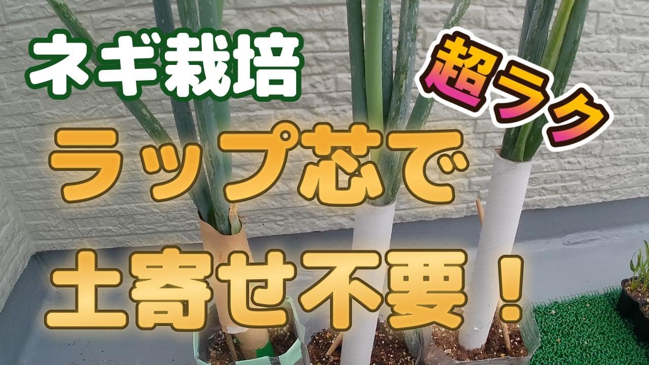 【土寄せ不要】ラップの芯でネギ栽培