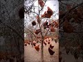 Chicken Growing On Trees