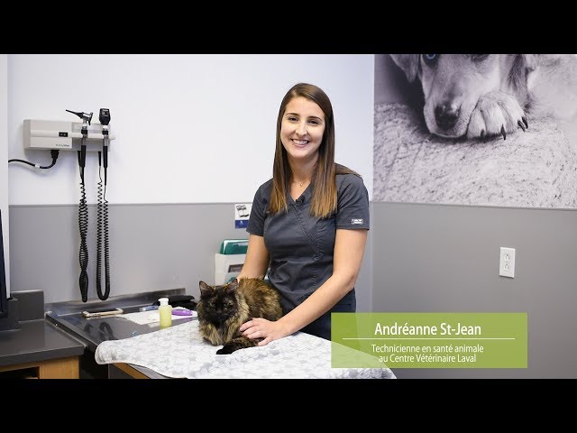 Comment prendre la glycémie de votre chat ?