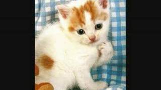 Lloyd Webber Memory de Cats - Flute a bec - recorder - Jean Cassignol