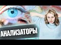 Анализаторы | Летний курс | БиоФАК 2022