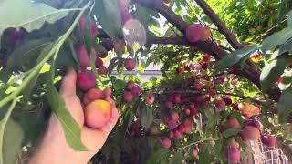 Harvest Santa Rosa plum fruit- taste and tests July 2023
