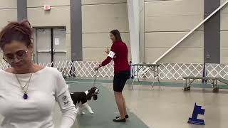 English Springer Spaniel | West Michigan Harvest Cluster 2023