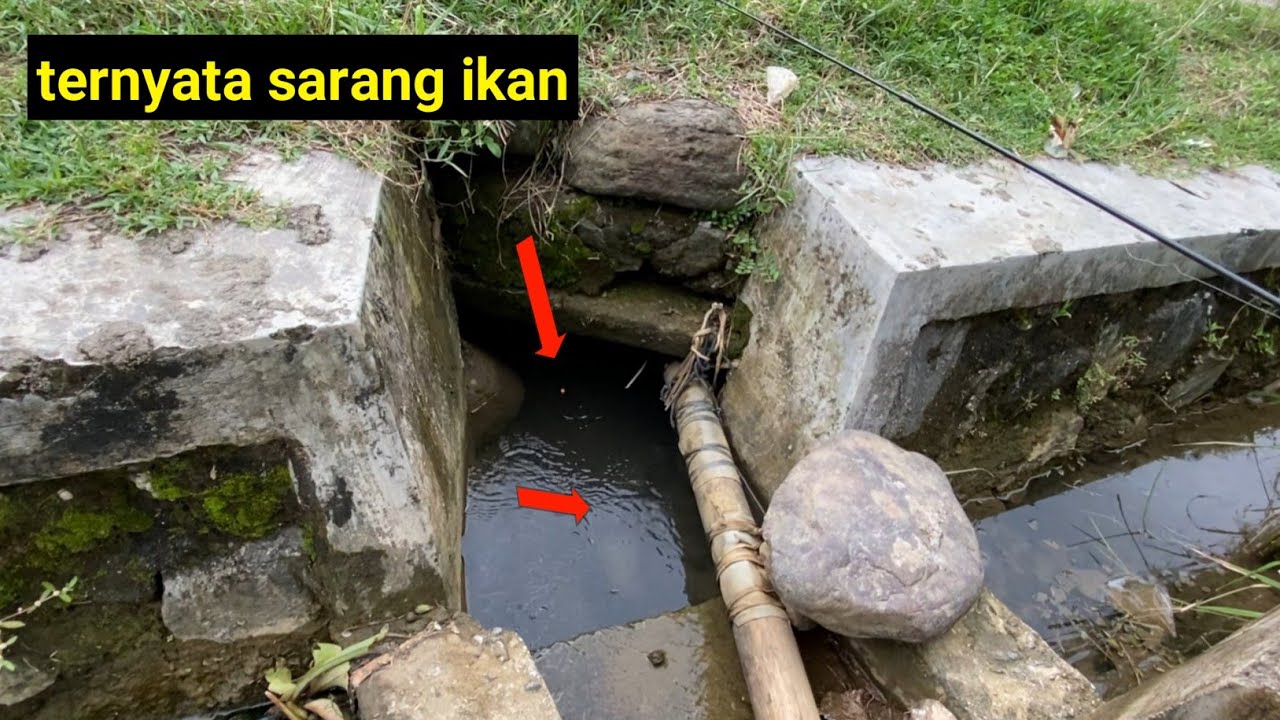 tak disangka!!!🎣mancing diselokan sekecil ini Isinya Wader Babon Semua