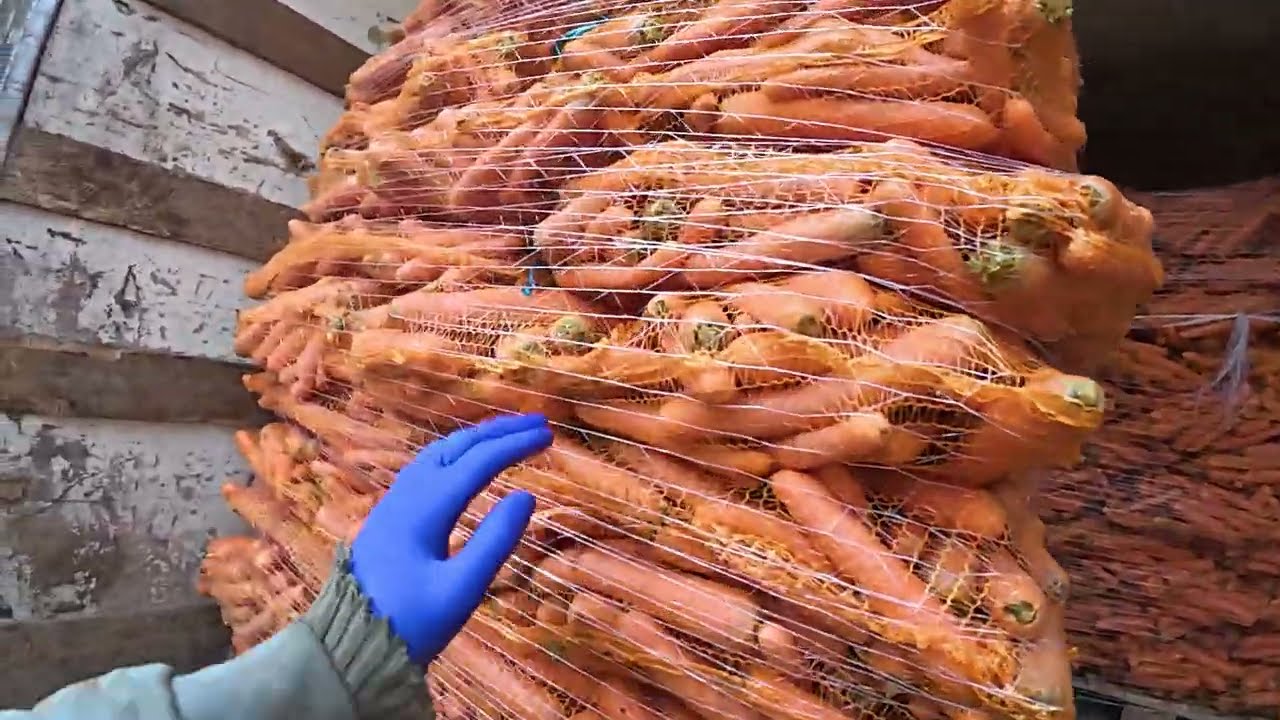 Ile udało się sprzedać marchewki? - Pszenica + pytania do Q&A!