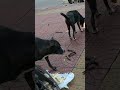 এক ফোঁটা পানিও অনেক সময় ওদের প্রাণ বাঁচায়।#WaterForAnimals #SaveLives #StraySupport 🐕 💖🥹🙏😻🌸