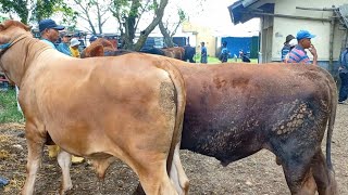 Info Terbaru Awal Februari 2026 Sapi Jogrokan Dan Potongan Di Pasar Wage Pati