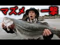 ルアー釣りにて朝マズメサーフで○○○のポイント狙ったらデカシーバスGET!