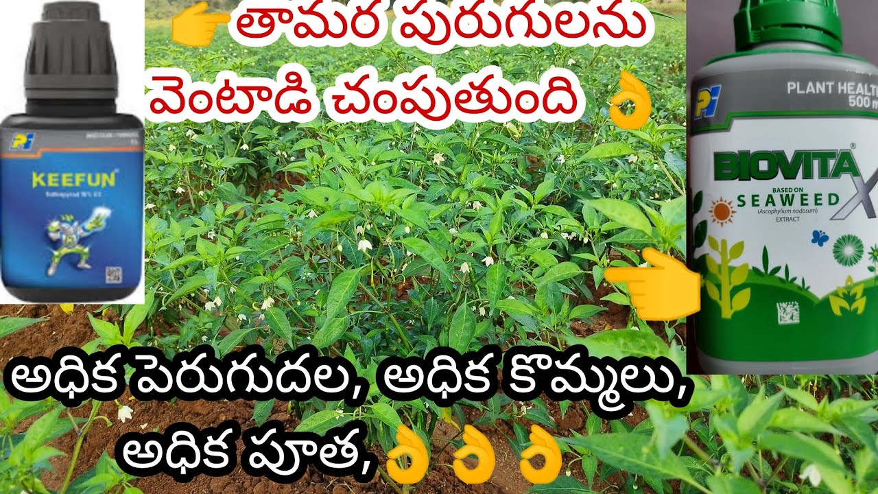 PI KEEFUN+BIOVITA, మిరపలో ఆశించే తామర పురుగులను వెంటాడి చంపుతుంది, అధిక