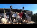 Sheep shearing Romney Hoggs in Scotland May 2020 (shearing demonstration)