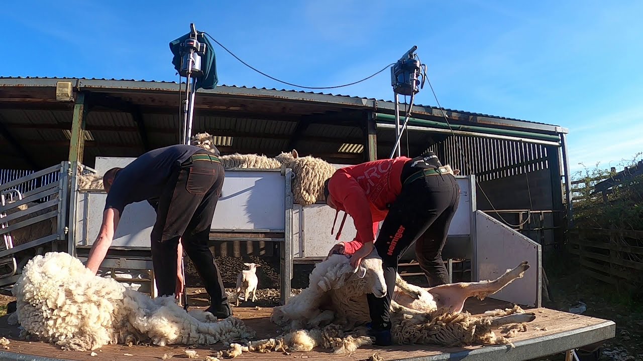 Sheep shearing Romney Hoggs in Scotland May 2020 (shearing demonstration)