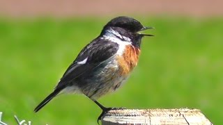 Stonechat Birds Singing and Chirping with Slowed Down Audio