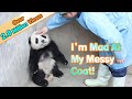 Panda feels angry with a dirty coat  ipanda