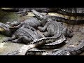 Редкие И Страшные Кадры | Сотен Крокодилов Кормящих Еду