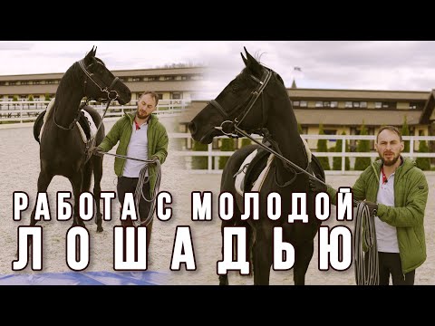 Vídeo: Com Ensenyar A Un Cavall A Tombar-se
