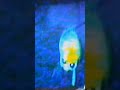 Real Alien Caught On Camera!