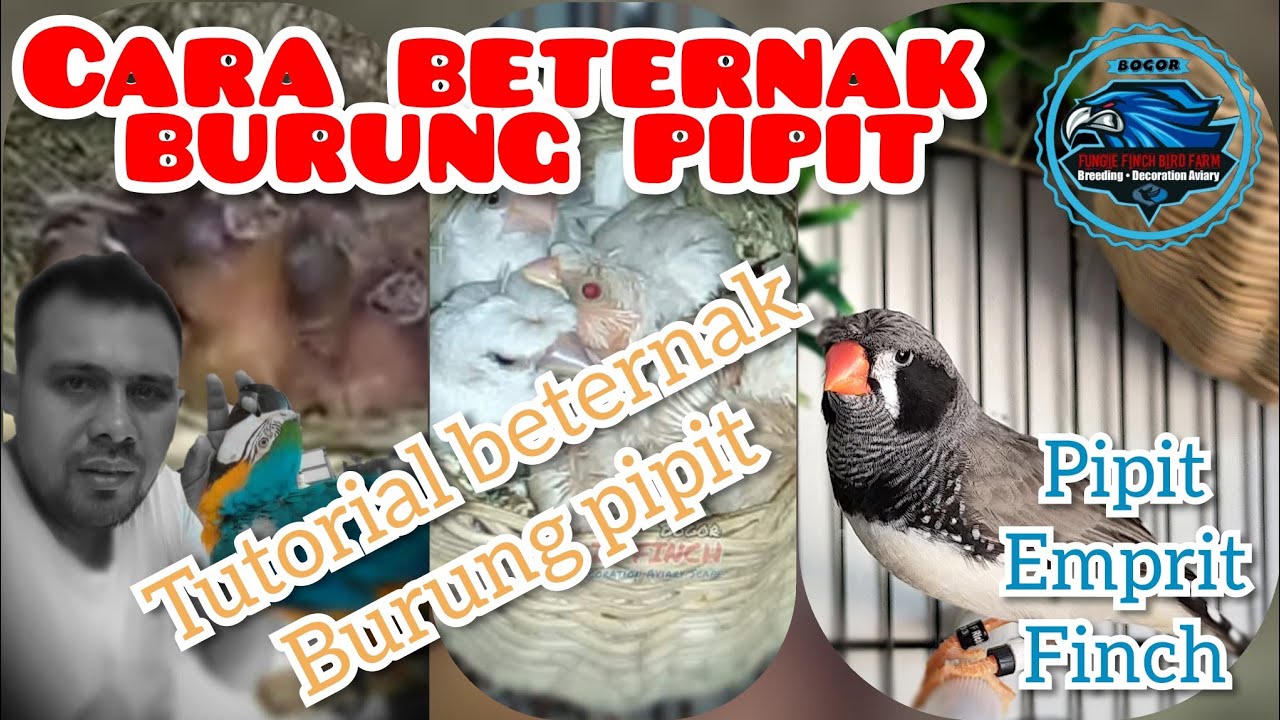 Cara beternak burung pipit || Tutorial beternak burung pipit